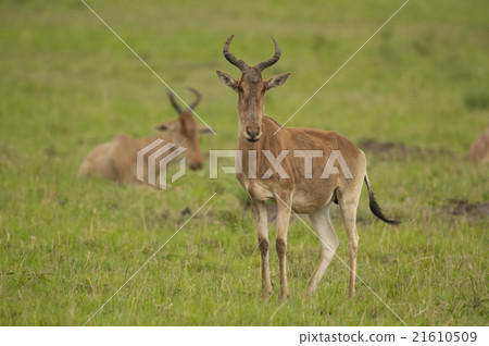 Hartebeest in the Savannah 21610509
