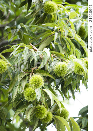 Igaguri Igaguri 21610641