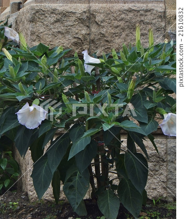 Flowers blooming when the Buddha appeared Dachara Mandalake (vertical / horizontal) 21610832