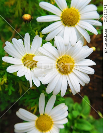 Margaret flowers 21611171