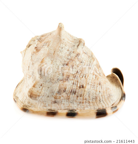 Seashell isolated over the white 21611443
