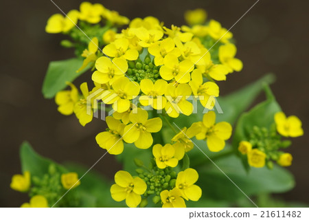 白色油菜花 21611482