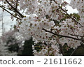 櫻花1 21611662