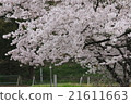 櫻花2 21611663