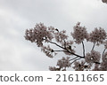 櫻花4 21611665