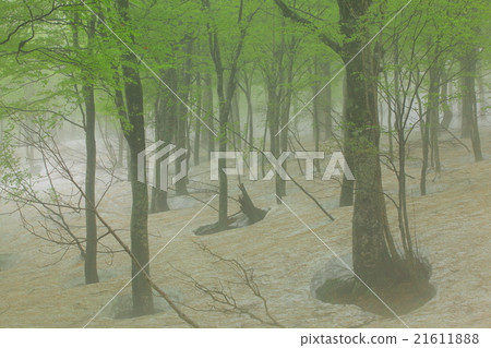 Budding of Hakkoda beech 21611888