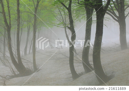 Budding of Hakkoda beech 21611889