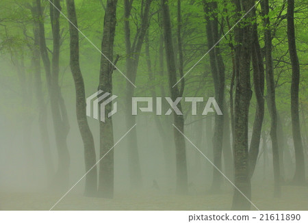 Budding of Hakkoda beech 21611890