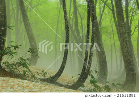 Budding of Hakkoda beech 21611891