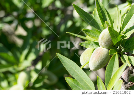 Almond Fruit Almond Tree Stock Photo 21611902 Pixta