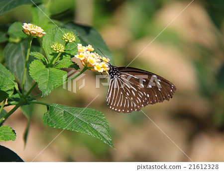 Tsumura Maki Madara 21612328