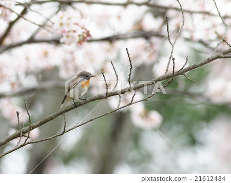 紅喉姬鶲 21612484