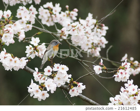 紅喉姬鶲 21612485