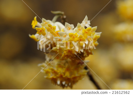 Three flowers 21612562