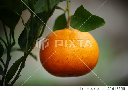 Something Something 21612566