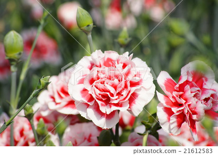 Carnation Carnation 21612583