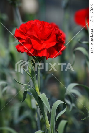 康乃馨 21612588