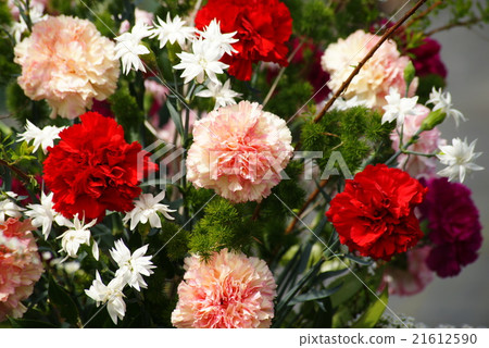 Carnation Carnation 21612590