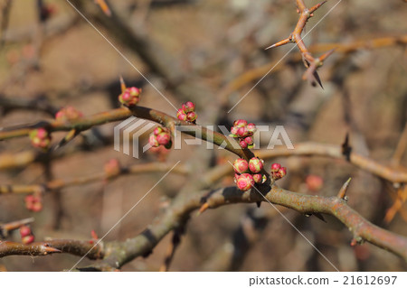 日月之芽·花芽之芽 21612697