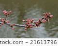 A bud 21613796