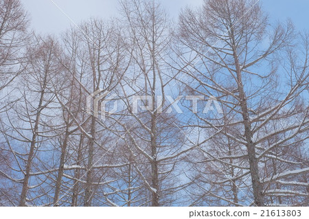 Winter scenery 21613803