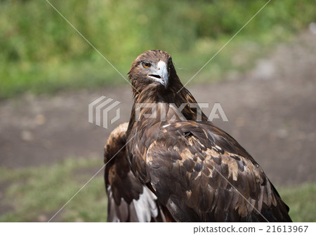 Eagle Filia 21613967