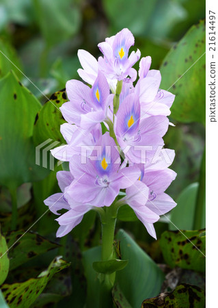 Purple water hyacinth flowers are blooming. 21614497