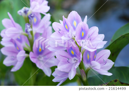 圖庫照片: purple water hyacinth flowers are blooming.