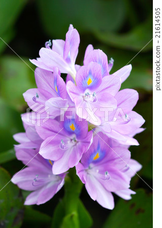 Purple water hyacinth flowers are blooming. 21614505