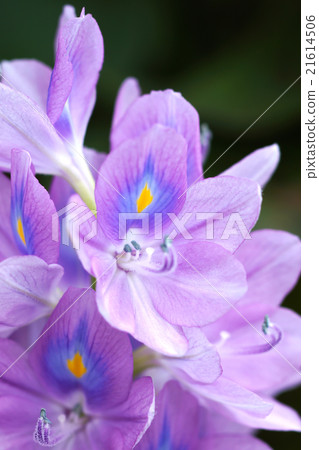 Purple water hyacinth flowers are blooming. Purple water hyacinth flowers are blooming. 21614506