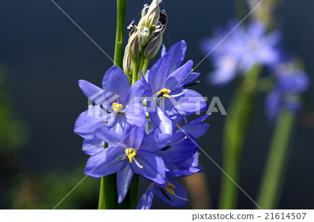 Light purple flowers of Monochoria elata Ridl. 21614507