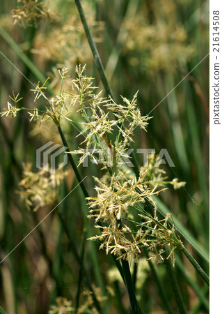 Sedge flower. 21614508