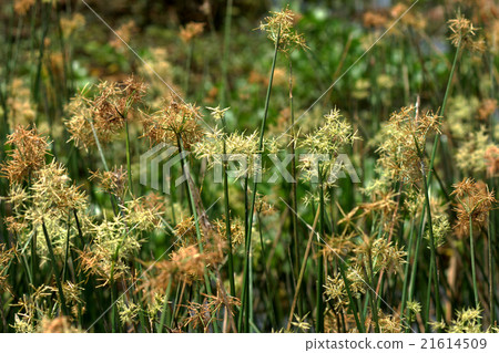 Sedge flower. 21614509