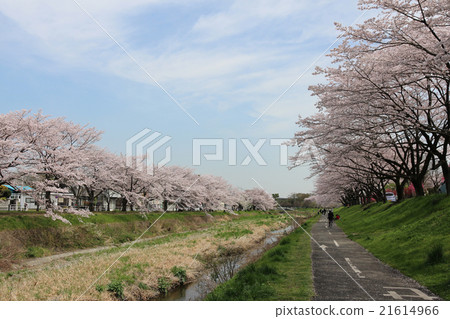 Cherry blossom trees 2 Cherry blossom trees 2 21614966