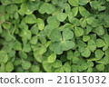 Clover _ four leaf clover 21615032