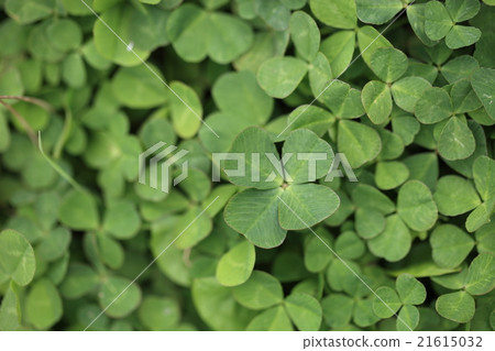 三葉草_四葉三葉草 三葉草_四葉三葉草 21615032