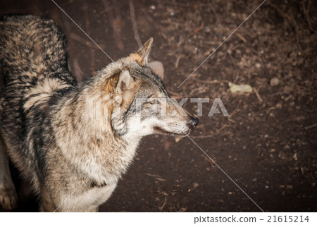 Grey wolf in a forest in autumn 21615214