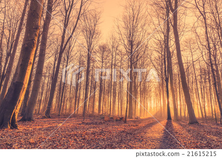 Forest at sunrise in the morning Forest at sunrise in the morning 21615215
