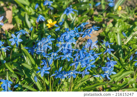 Wild scilla flowers in the spring 21615247