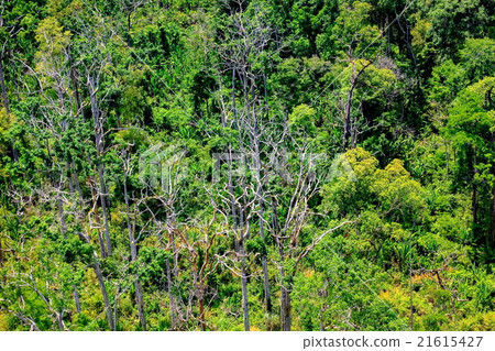 Aerial view of the forest 21615427
