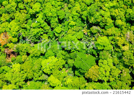Aerial view of the forest 21615442