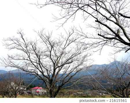 高千穗峰和一排櫻花 高千穗峰和一排櫻花 21615561