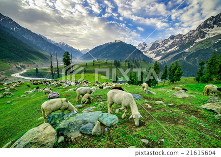 Sheep Grazing on a Hill,kashmir 21615604