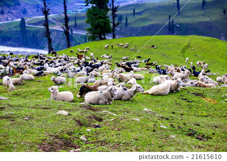 Sheep Grazing on a Hill,kashmir 21615610