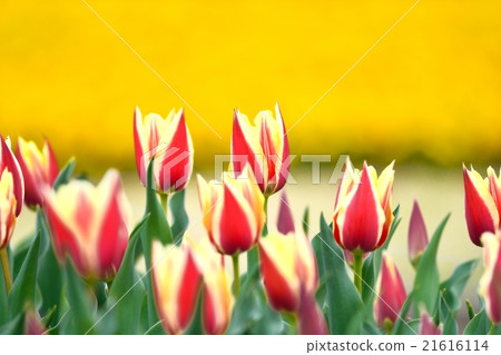 Tulip Tulip 21616114