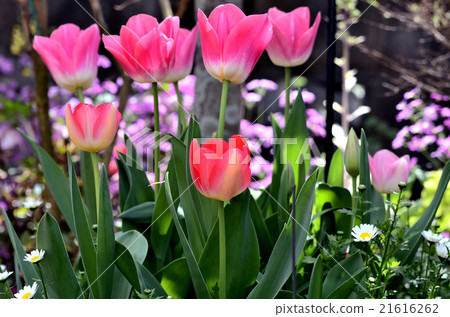 Tulip 21616262