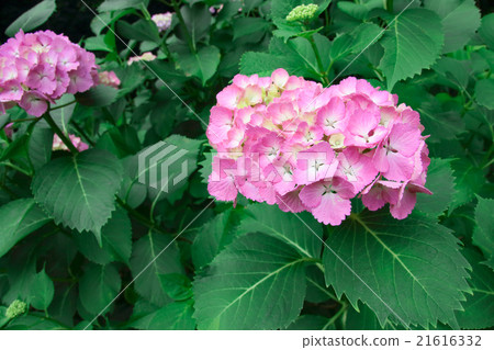 繡球 21616332