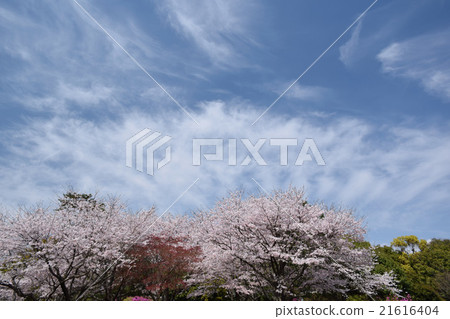 春季 春季 21616404