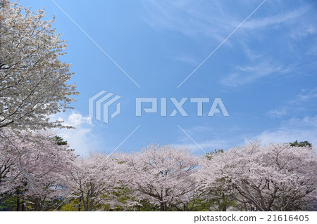 春季 春季 21616405