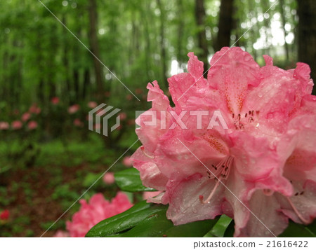 杜鵑花 杜鵑花 21616422
